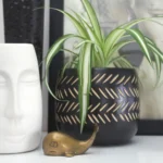 stocksnap tdau1ercd4